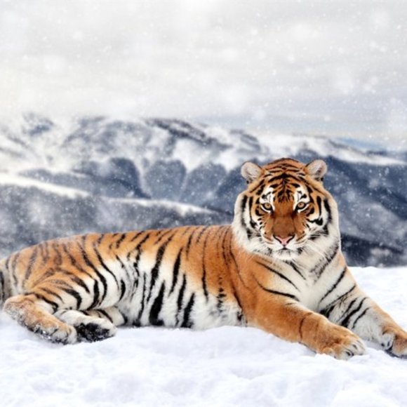 Women & men Sterling Silver High Quality jewelry - Picture 2 of 6